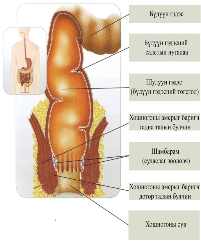 Шулуун гэдэс, хошногоны бүтцийн зураглал